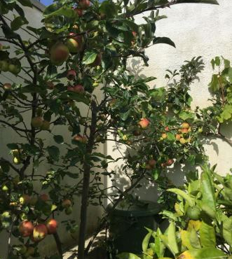 Manutenção e Plantação de Árvores Ornamentais e de Fruto