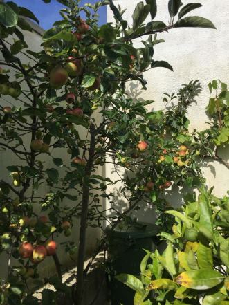 Manutenção e Plantação de Árvores Ornamentais e de Fruto