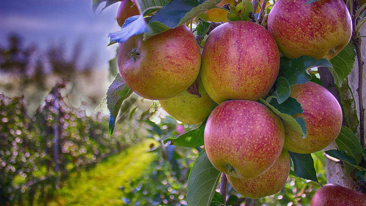 Serviços de jardinagem