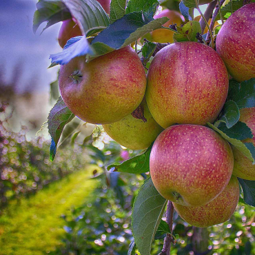 Serviços de jardinagem